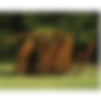 Four Indeterminate Lines (preview)