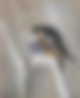 Peregrine surveying the territory, Sussex (preview)