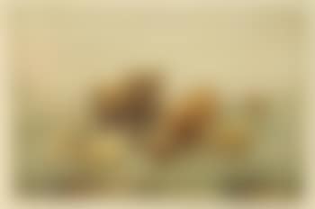 Highland cattle and sheep, Glencoe (preview)