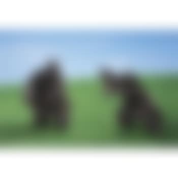 Tai Chi Series (preview)