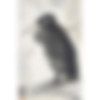 Bird (preview)