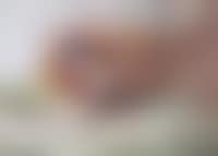 A cock pheasant amongst undergrowth (preview)