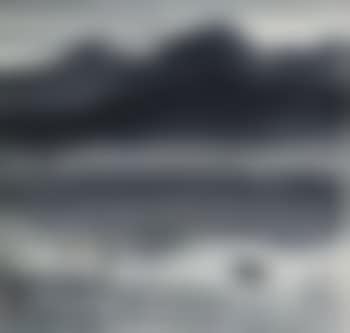 Wildgans am Reetufer (preview)