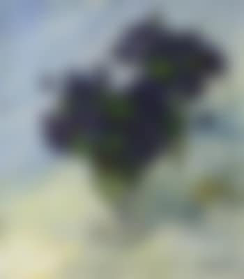 Parmaveilchen (preview)