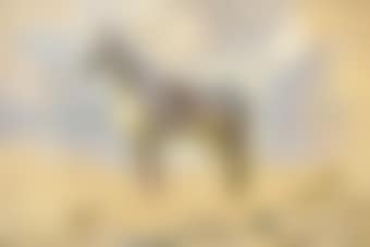 Study for the Essex foxhounds (preview)