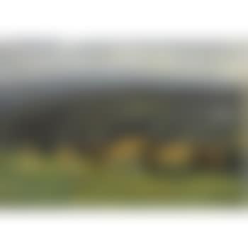 Exmoor Ponies (preview)