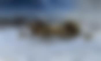 Pferdeschlitten im Schnee von Wolfen bedroht (preview)