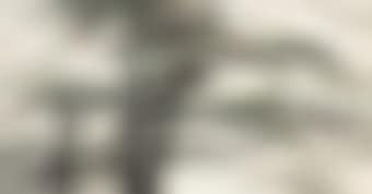 Pine Trees (preview)