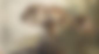 Lions (preview)