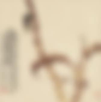 Cicada (preview)