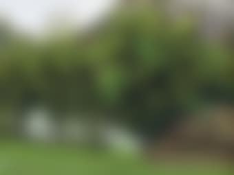 Living in a Bamboo Grove by Li River (preview)