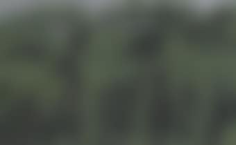 Rain Forest (preview)