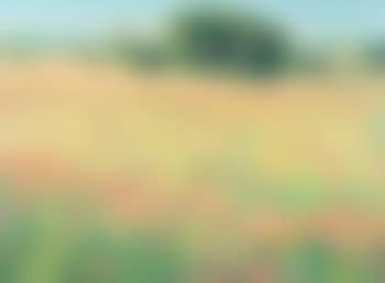 Poppies in a field (preview)