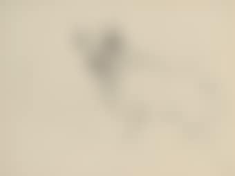 Study of a standing Cadzow bull (preview)
