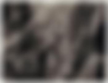 Untitled (ferns) (preview)
