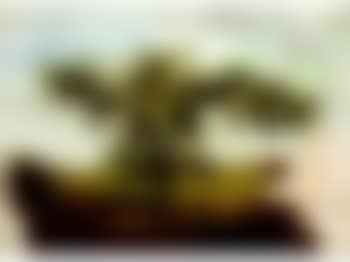 Tree study (preview)