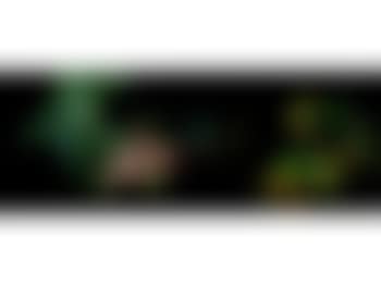 Flowers on a ledge with trees beyond (preview)