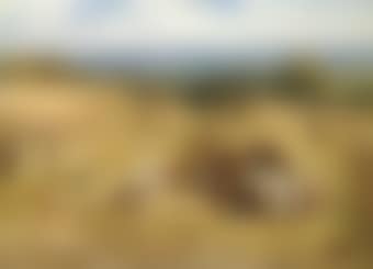 Reapers at Noon (preview)