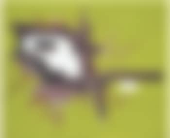 Arbousier (preview)