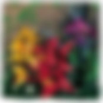 Salvia splendida e ireos (preview)