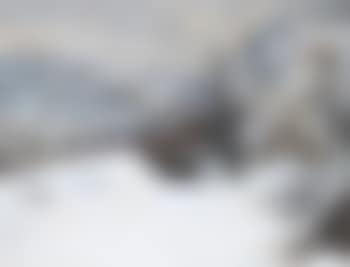 Epping forest in the snow (preview)