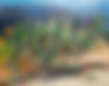 Fig Tree (preview)