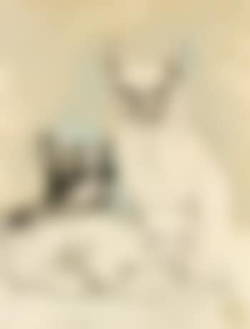 Chiens et chat (preview)