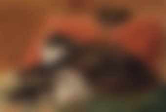 Chatte avec ses petits (preview)