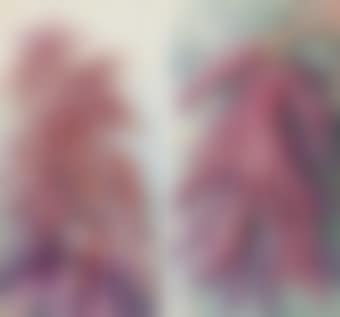 Amaranthus caudatus [Tassel flower] (Papua New Guinea); and Study of a flower (preview)