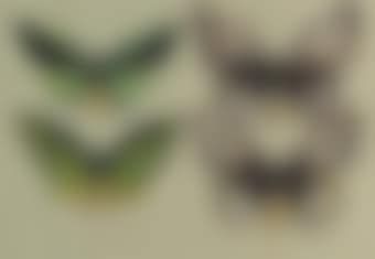 Four birdwing butterflies (family PAPILIONIDAE), in two columns, representing both sexes of the common birdwing (Troides (Ornithoptera) priamus) (preview)
