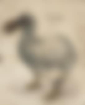 A dodo (preview)