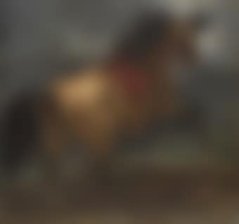 A rearing stallion (preview)