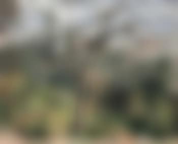 Paysage du midi (preview)