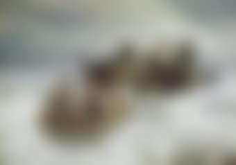 Horse-drawn sleigh (preview)