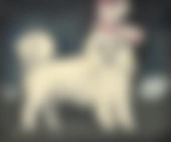 Le petit chien, Tootsie (preview)