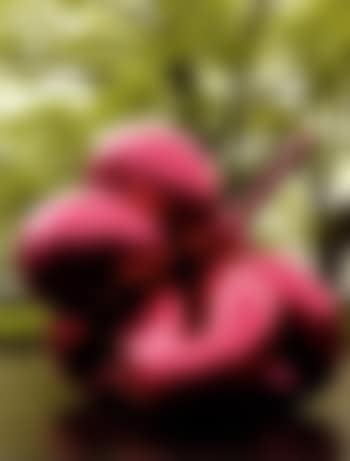 Balloon Flower (Magenta) (preview)