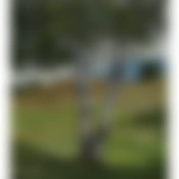 The Solitary Birch (preview)