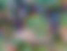 Chasse au tigre (preview)