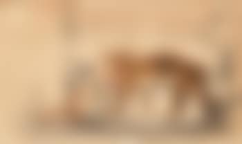 Schreitender Tiger im Kafig (preview)