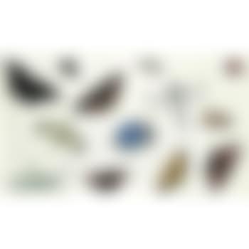 A Sheet Of Studies Of Butterflies, Moths And Beetles, Including A Blue Rhinoceros Beetle And A Grasshopper (preview)