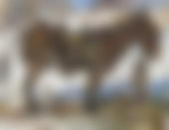 Burro Tethered (preview)