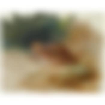 A Young Partridge (preview)