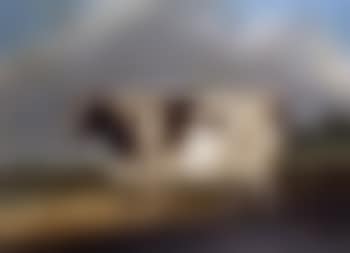 A shorthorn cow (preview)