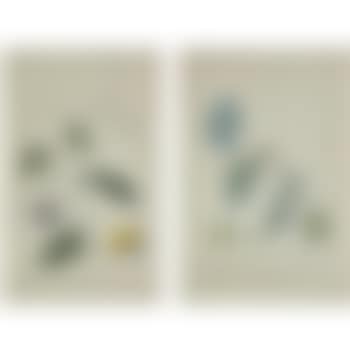 A Pair Of Studies Of The Passion-flower (Passiflora Serratifolia) (preview)