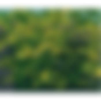 Trees (preview)