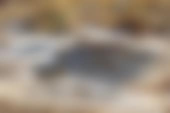 A snipe in the marshes, mid-winter (preview)