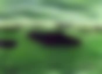Hamburger Hafen (preview)