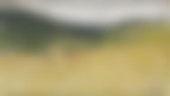 Le champ de ble (preview)