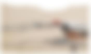 ssmidbrd (preview)