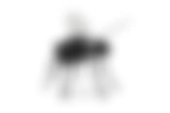 Fliege (Fly) (preview)